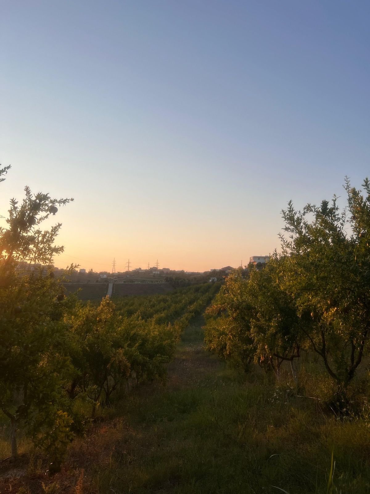 Pomegranate trees at dusk