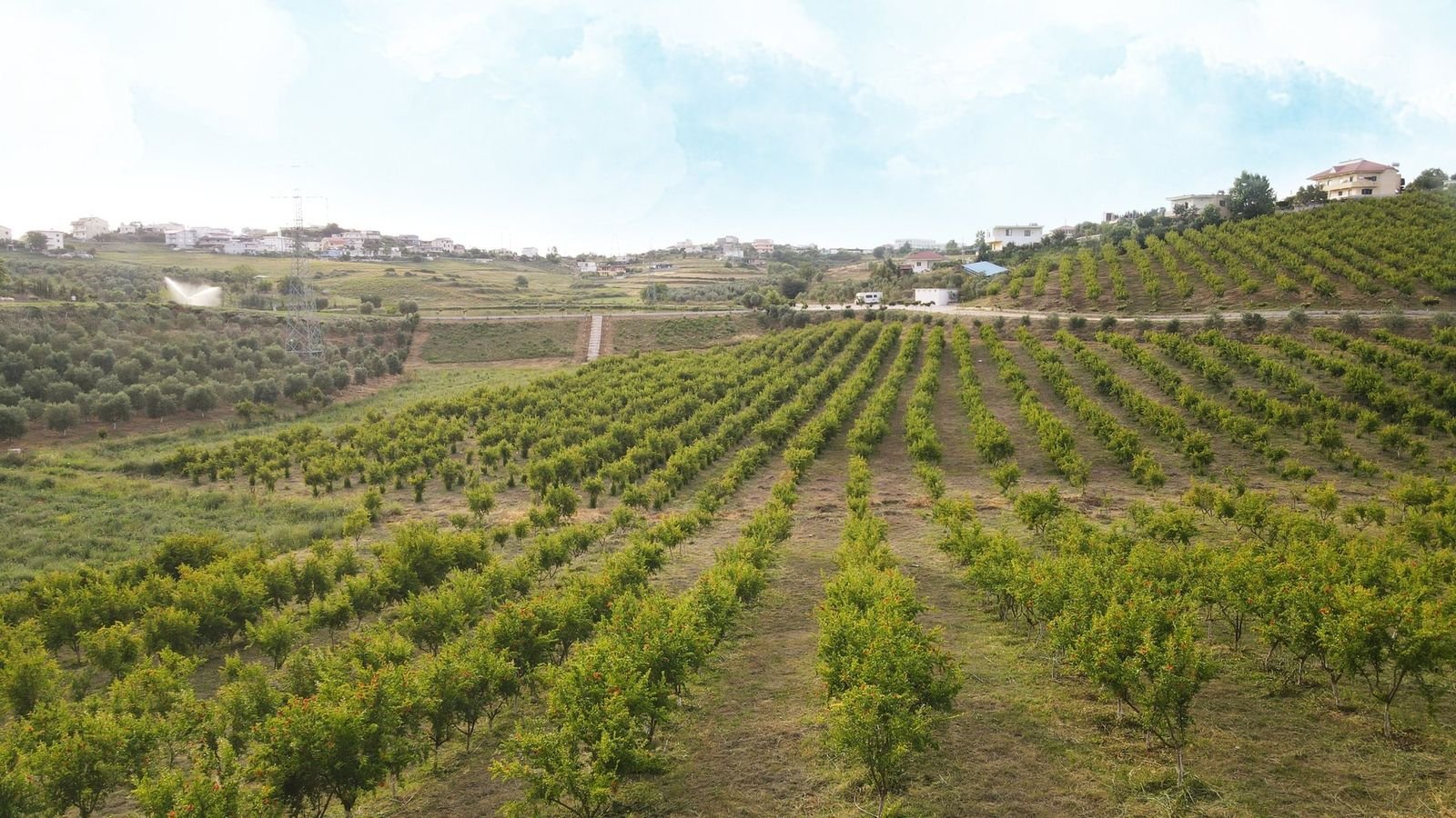 Rows of young pomegranate trees on the farm under a blue sky
